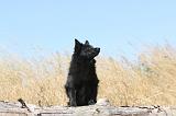 SCHIPPERKE 114